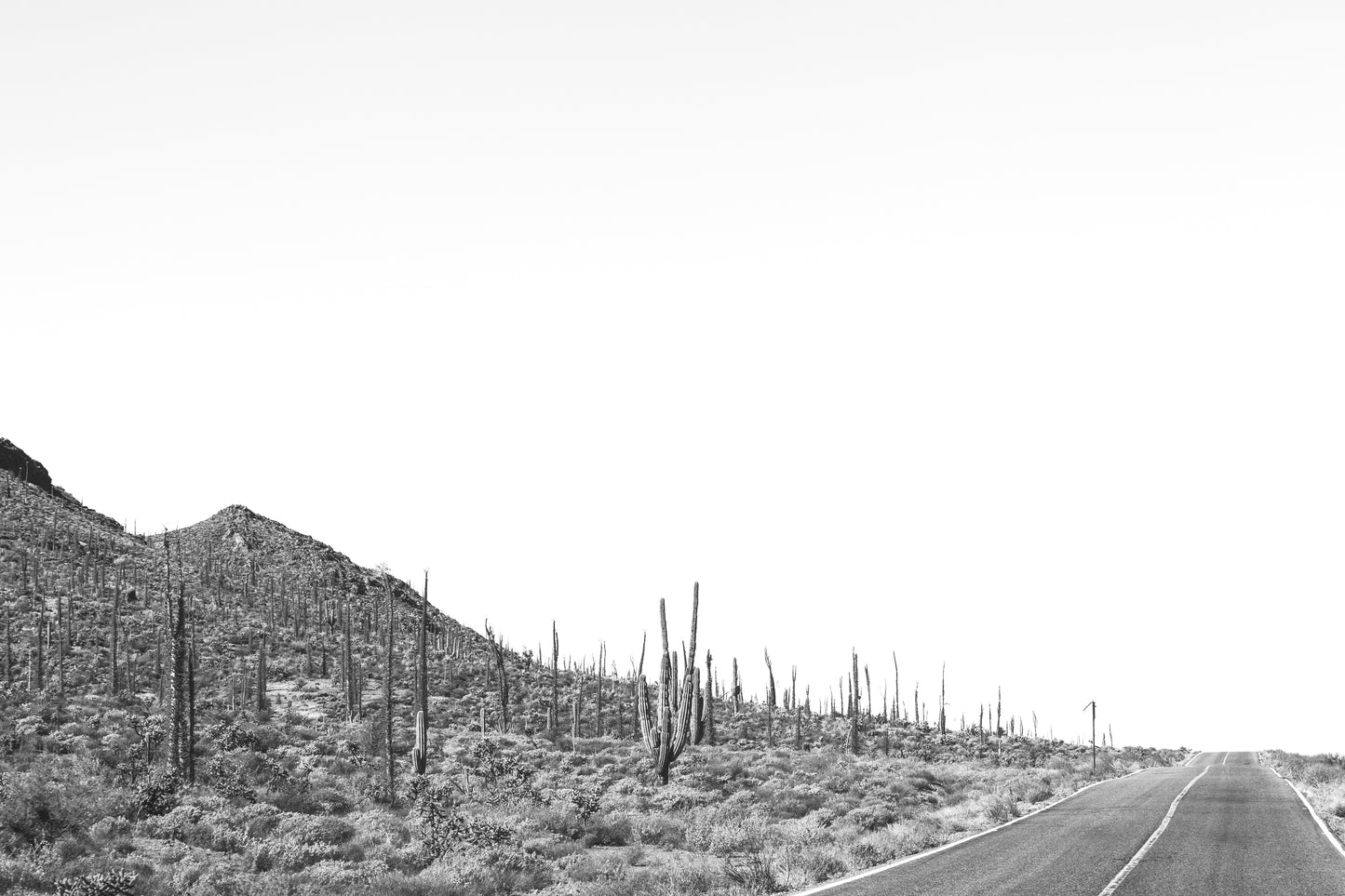 Cacti Highway