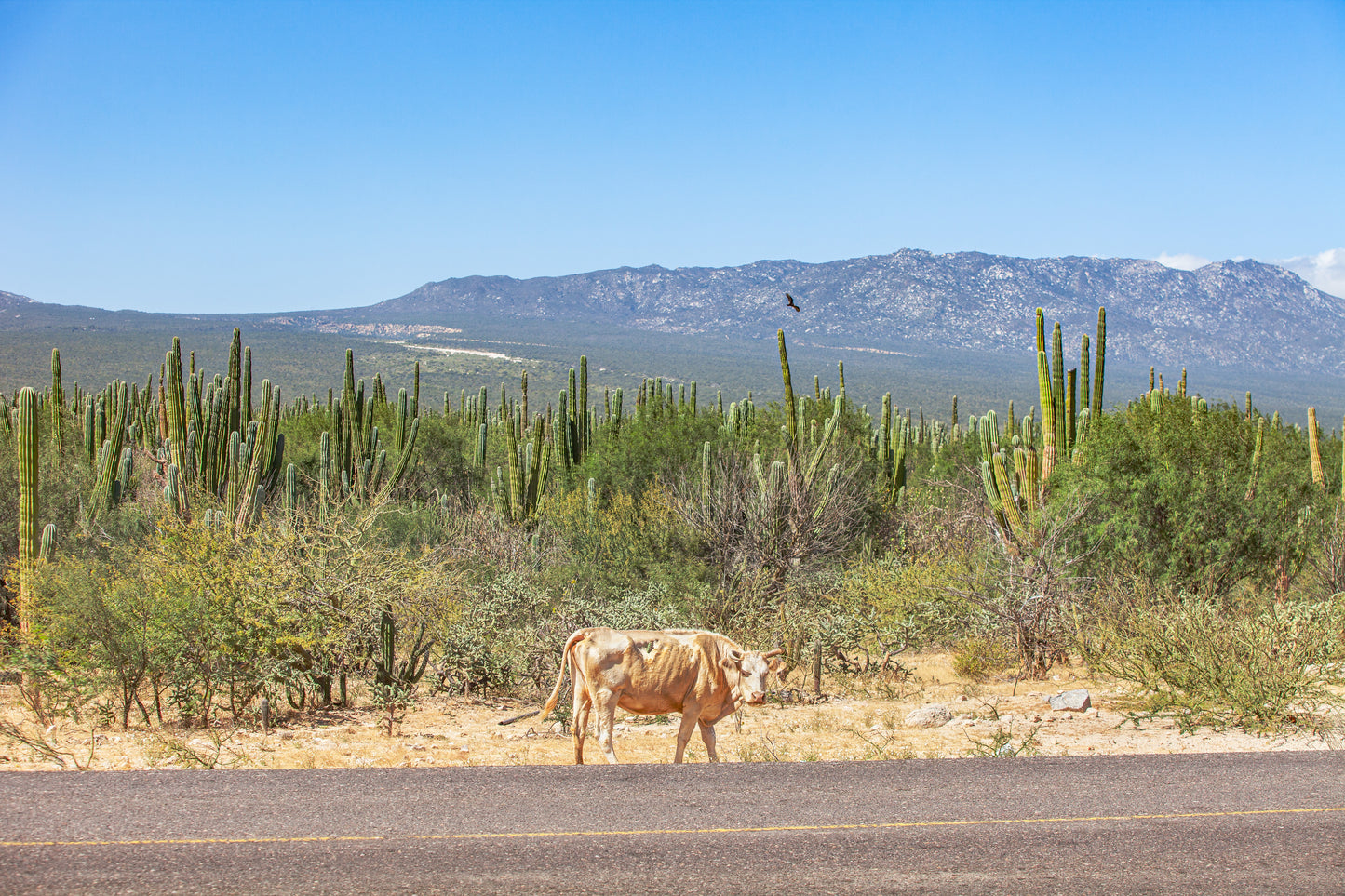 Cholla Transport