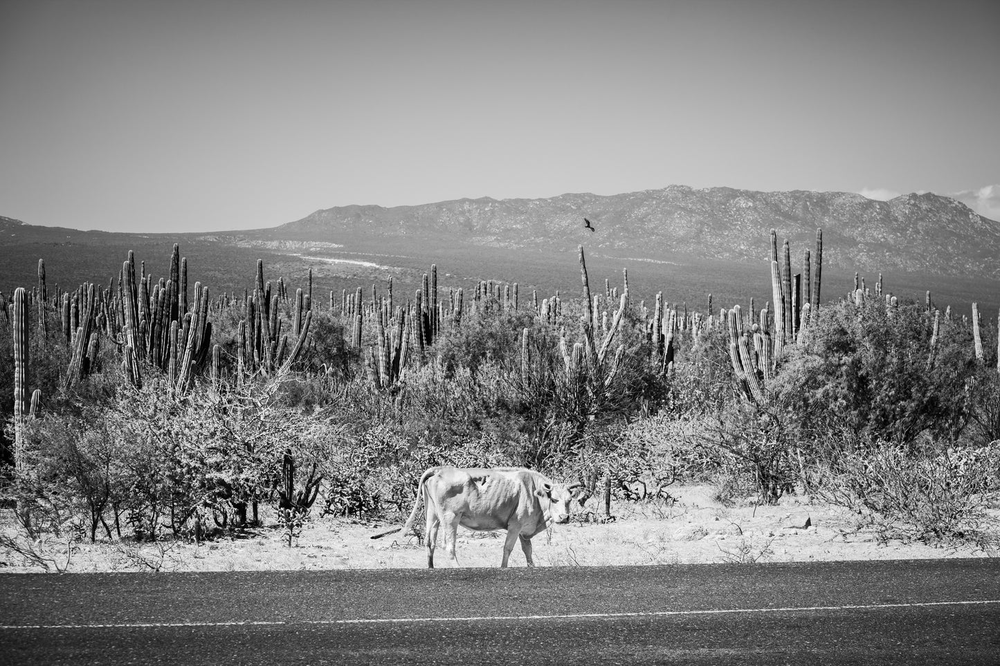 Cholla Transport