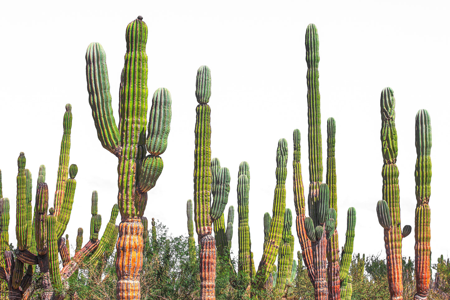 Brightly colored orange and green cardon cacti standing tall side-by-side set in front of an all-white background.
