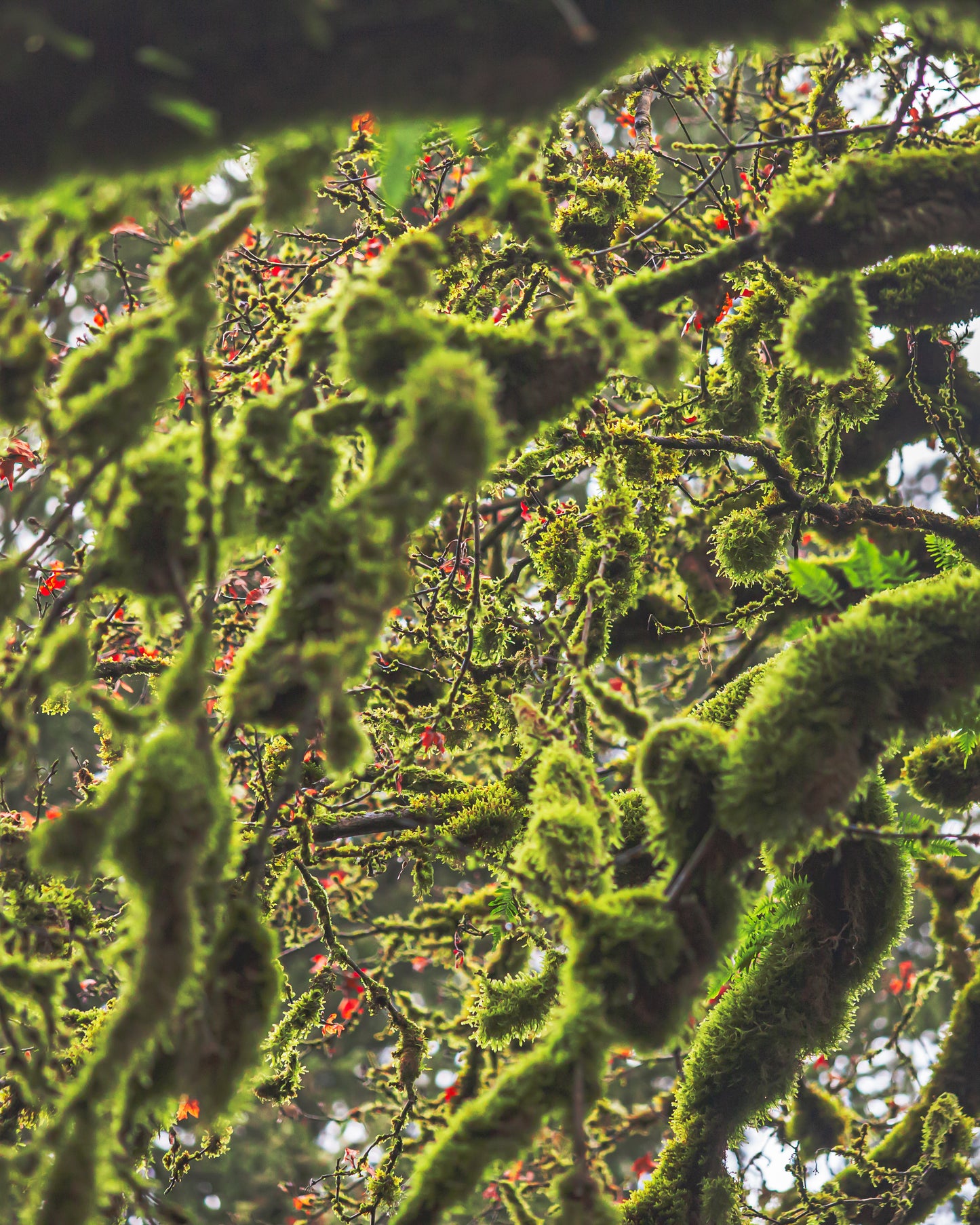 Goldstream Moss