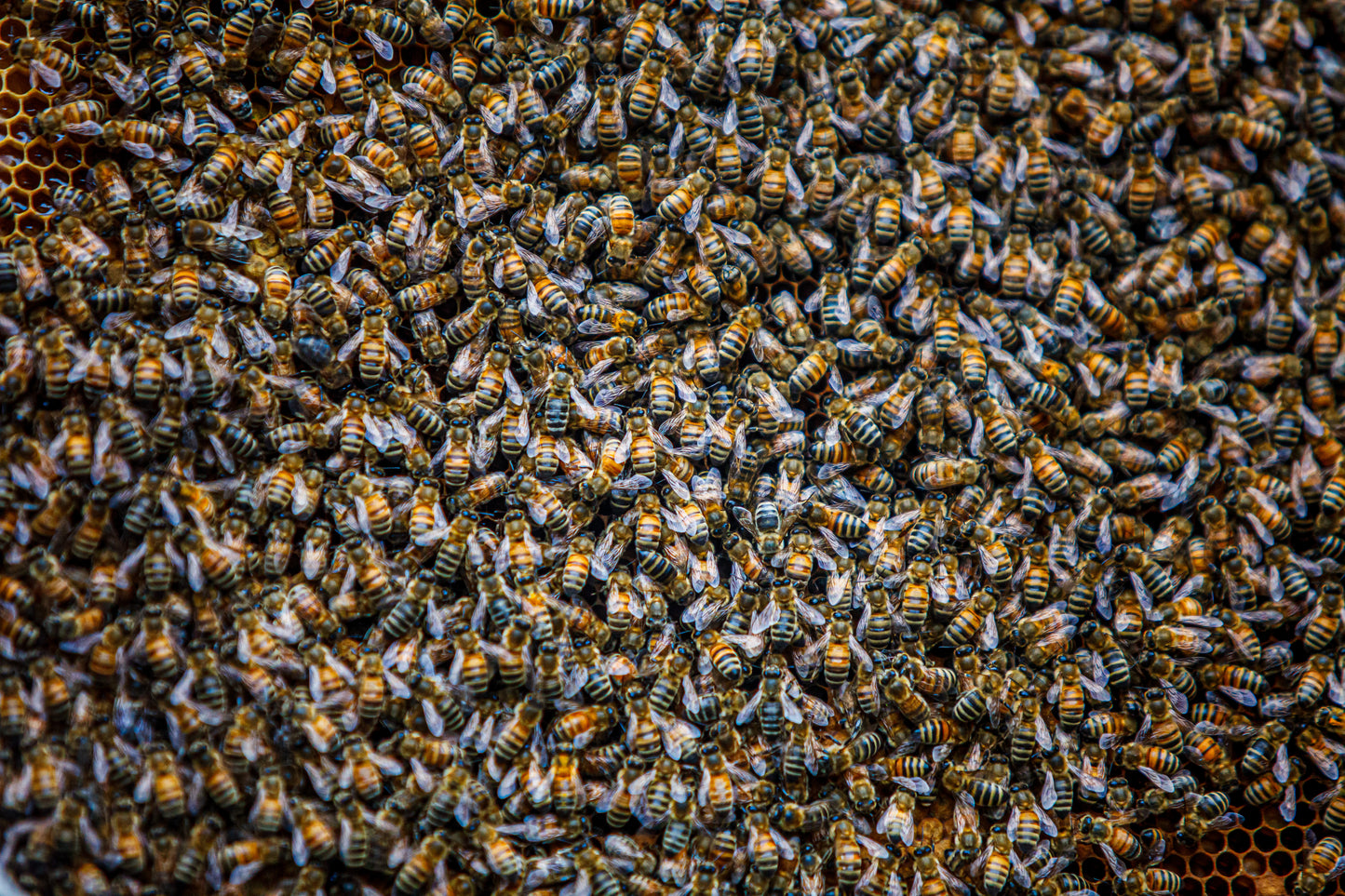 Honey, You Look Good on Bee