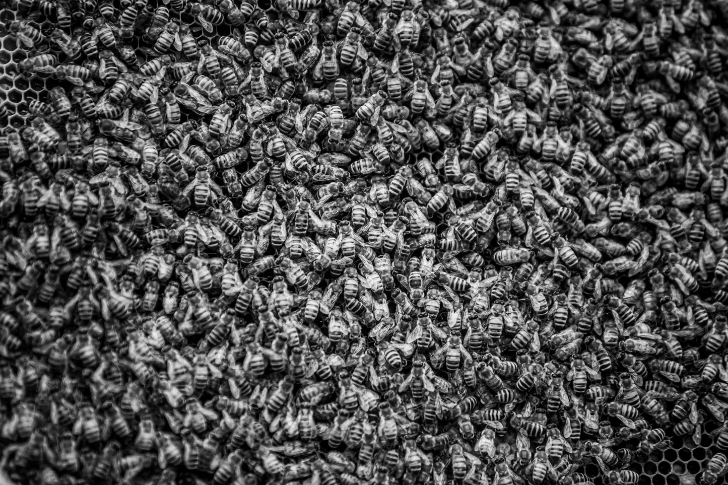 Honey, You Look Good on Bee