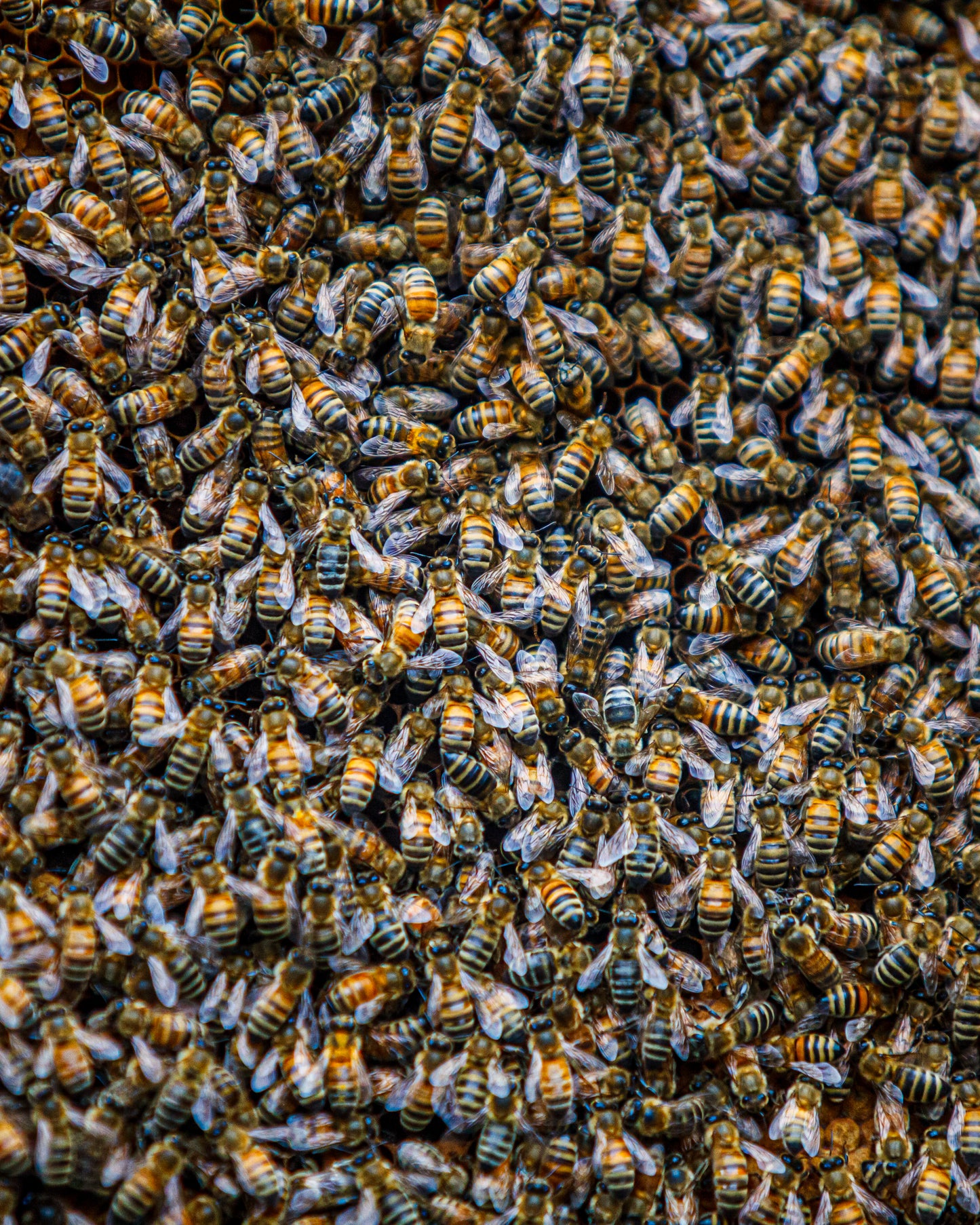 Honey, You Look Good on Bee