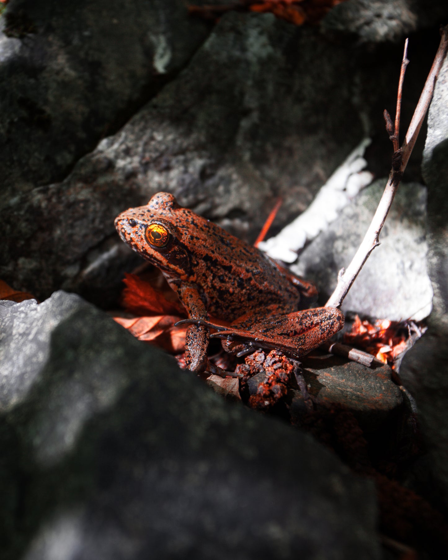 Northern Red-Legged Frog