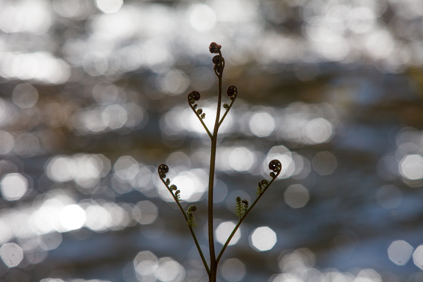 A bracken fern sprouts its way upwards and begins to unfurl its fronds in front of a glittering Stamp River in Port Alberni—spring has sprung!