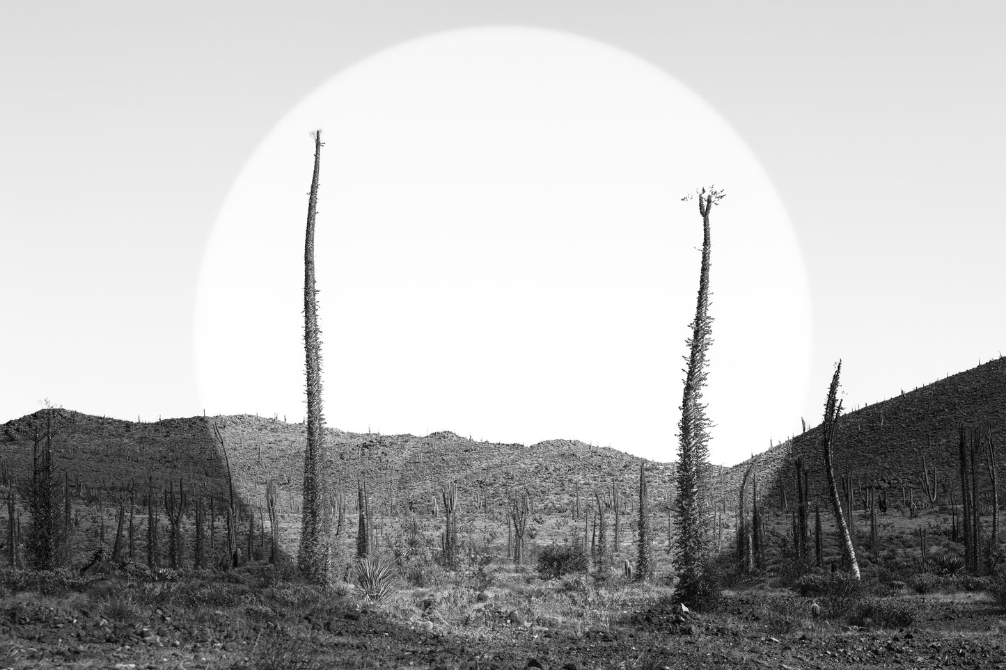 Boojum trees, desert, cacti, hills, black and white, vignette, photography print