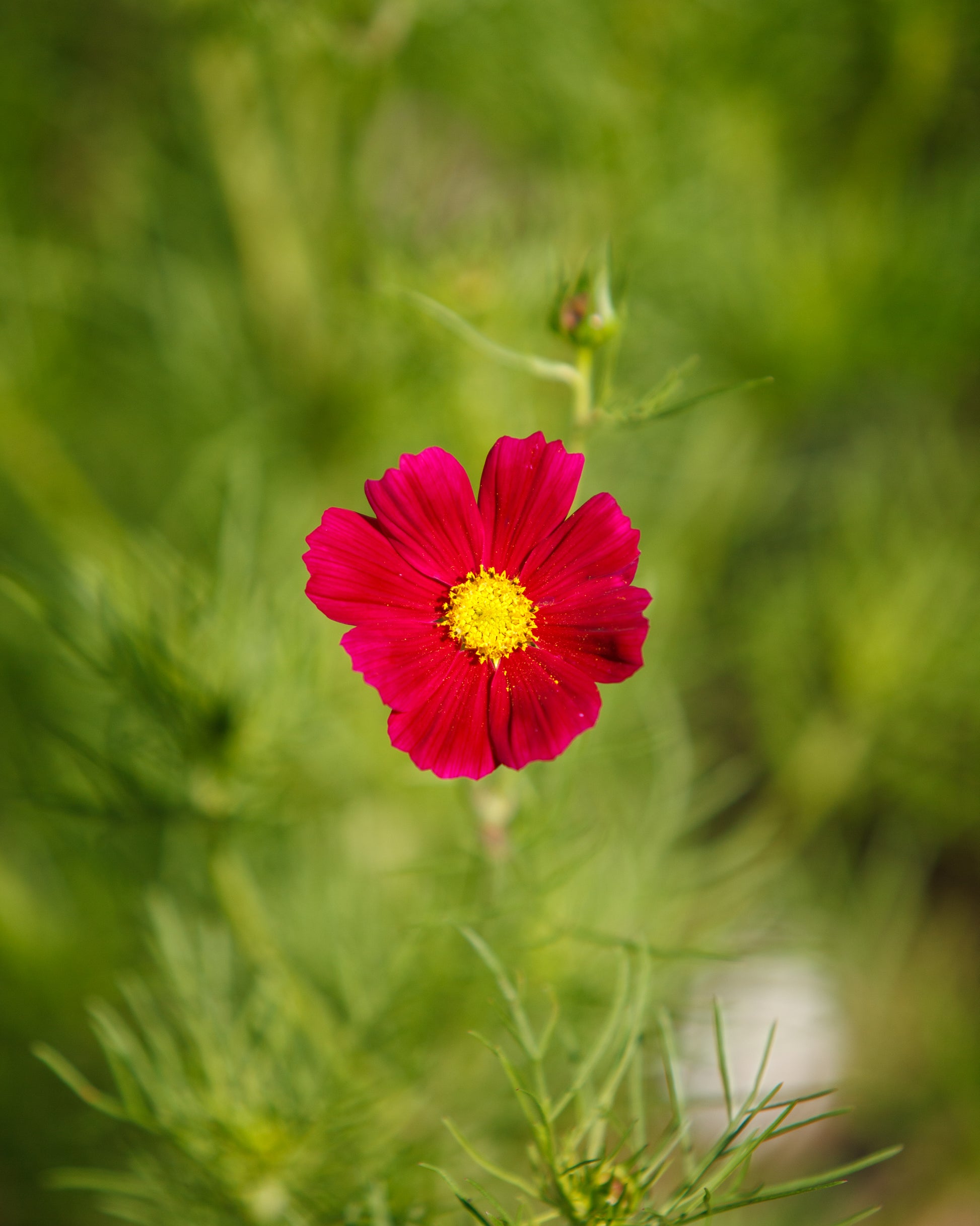 Single pink flower with a yellow center on a blurred green background