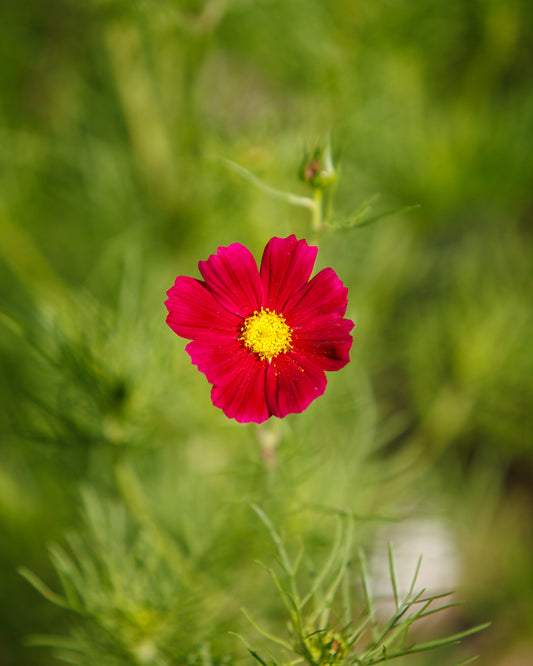 Single pink flower with a yellow center on a blurred green background