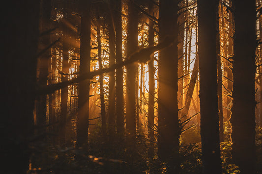 Sunlight filtering through trees at sunset in the forest at Long Beach, Tofino, BC.