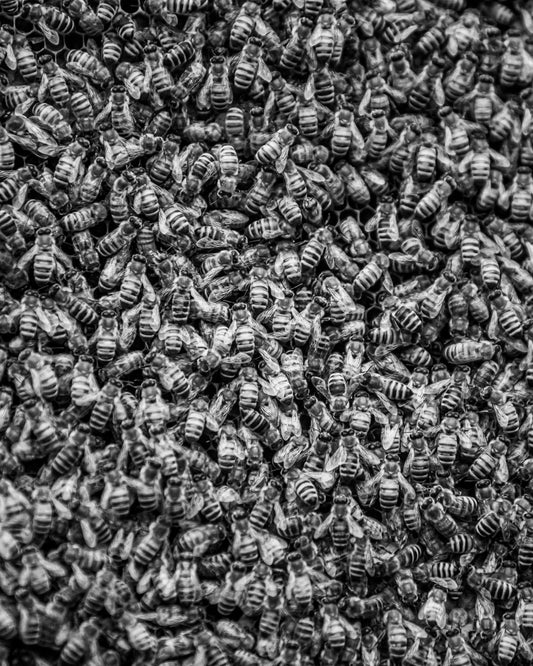 Honey, You Look Good on Bee