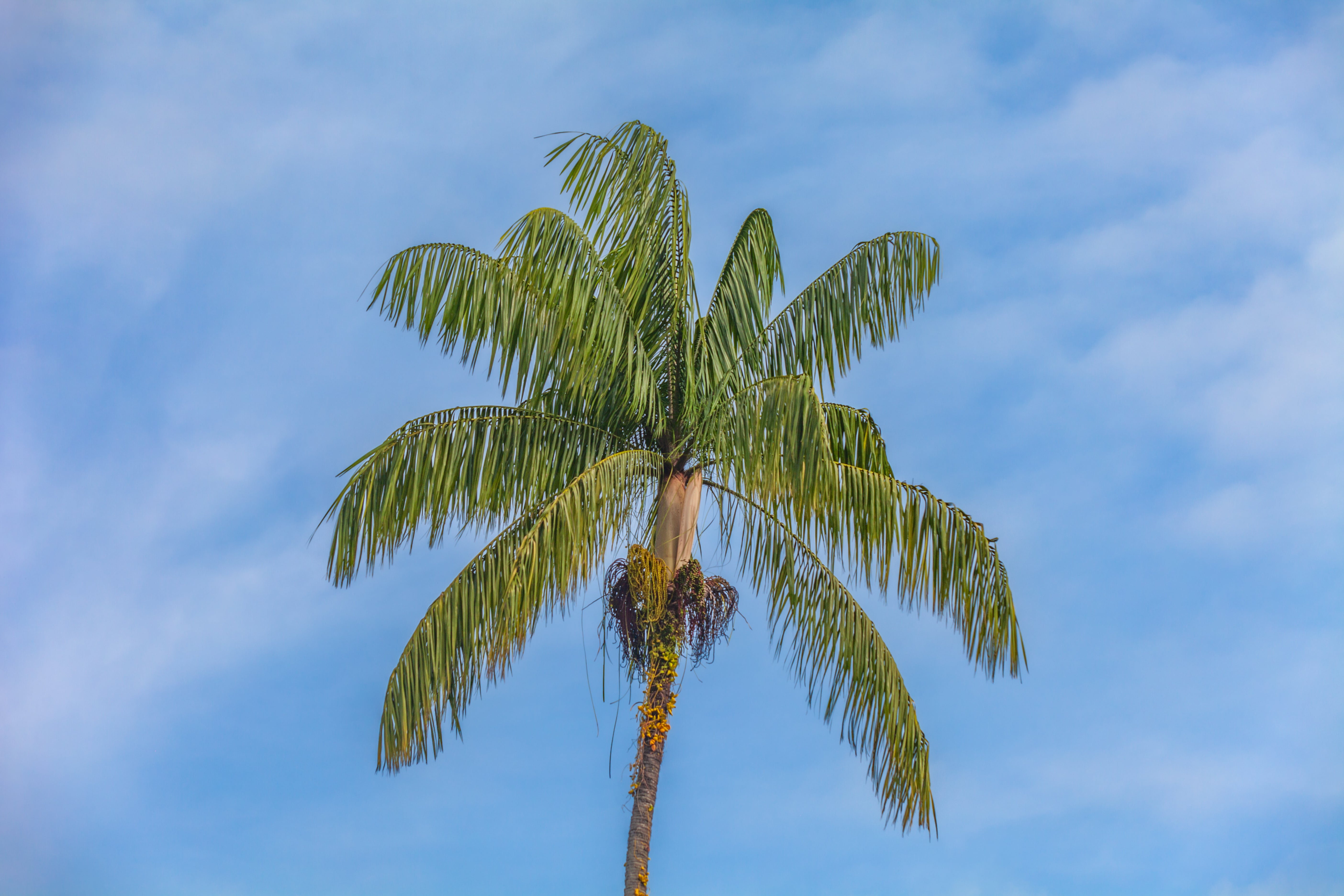 Palm Tree – The Pass Photography Prints