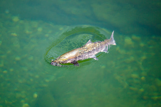 A salmon rises to the surface in the glassy and green, clear waters of a river pool.