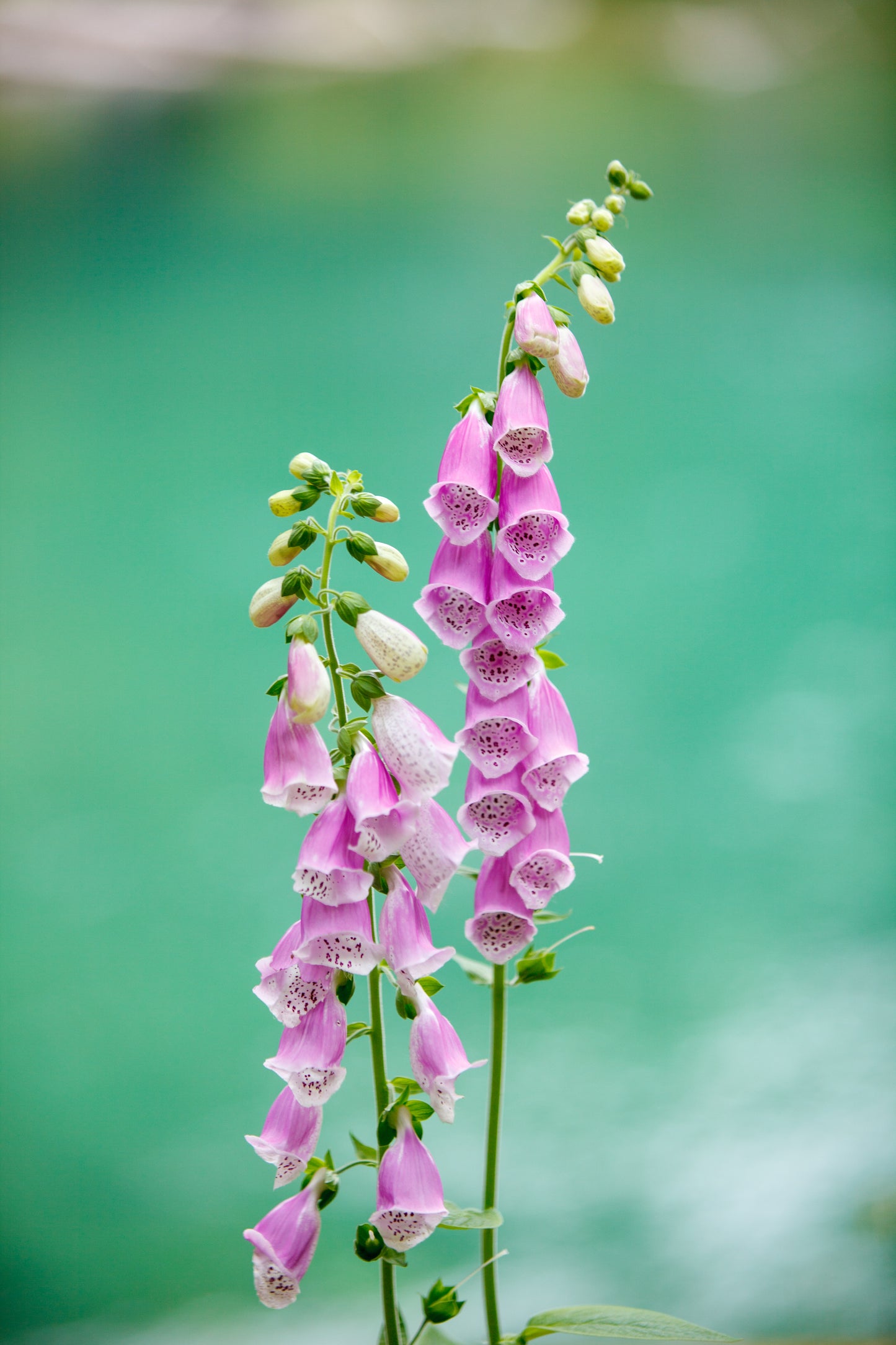Pink foxglove flowers against a blurred green background