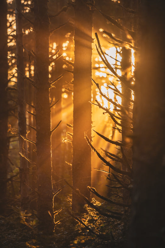 Sunlight filtering through trees in a forest with sun rays
