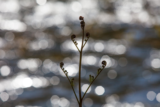 A bracken fern sprouts its way upwards and begins to unfurl its fronds in front of a glittering Stamp River in Port Alberni—spring has sprung!