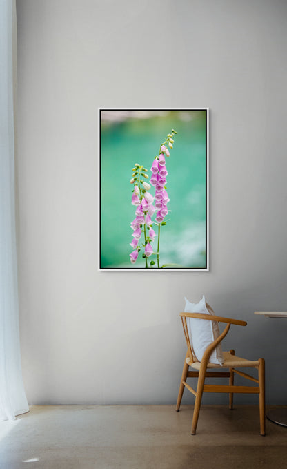 White framed photograph of pink flowers on a wall above a chair.